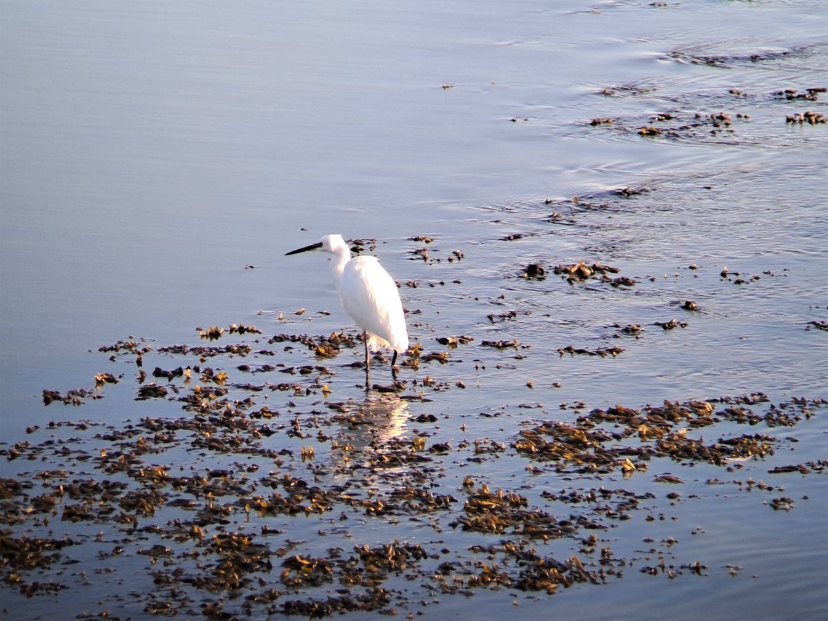 Boswachter_Tim's tweet photo. Wadvogeltelling op #Balgzand @landschapnh onder grandioze telomstandigheden met vele steltlopers, lepelaars en andere wadvogels, leverde een velduil als leuke bonus op. Later ook nog een jagend in de #Grafelijkheidsduinen tijdens toezicht. Boswachter is soms toch een leuk beroep. https://t.co/FrhTZWD3wD