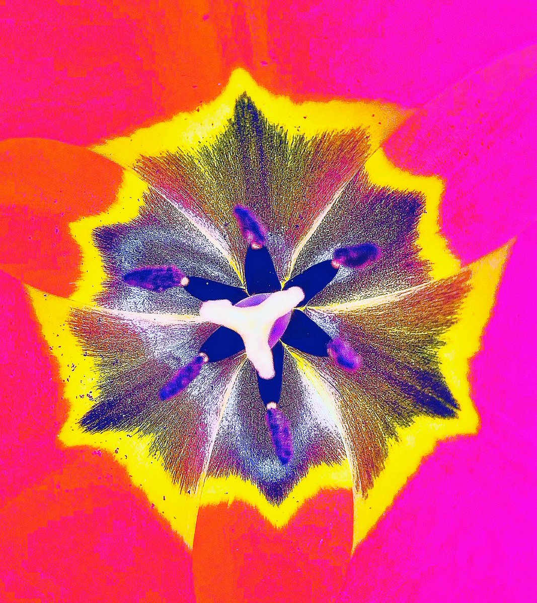 TheKateEscapes's tweet image. Visual Symphony 

#VibrantColour #AbstractColour #PatternsInNature #Nature #Flower #Tulip #NatureBeauty