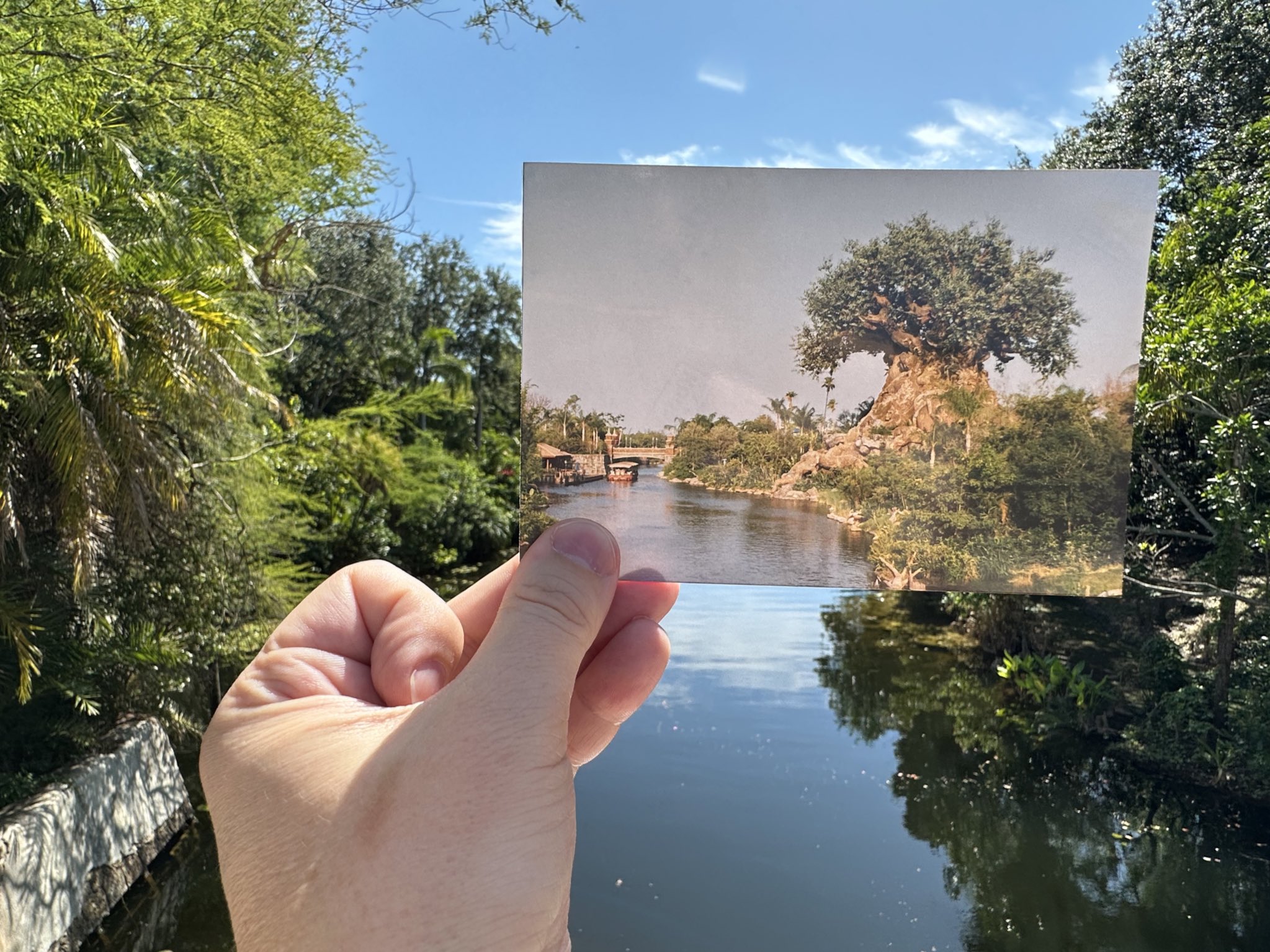 Person holding up a printed photo of the Tree of Life at Disney’s Animal Kingdom