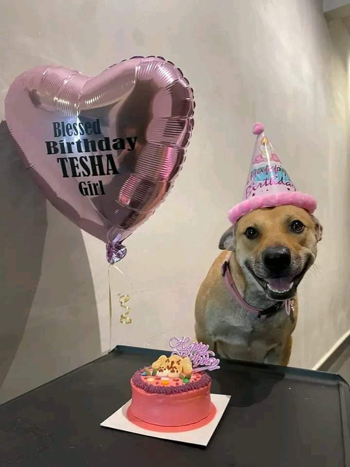 doggynation_'s tweet photo. Today is my birthday hope I get some love here 💕💕 https://t.co/xqH8dRFCu0