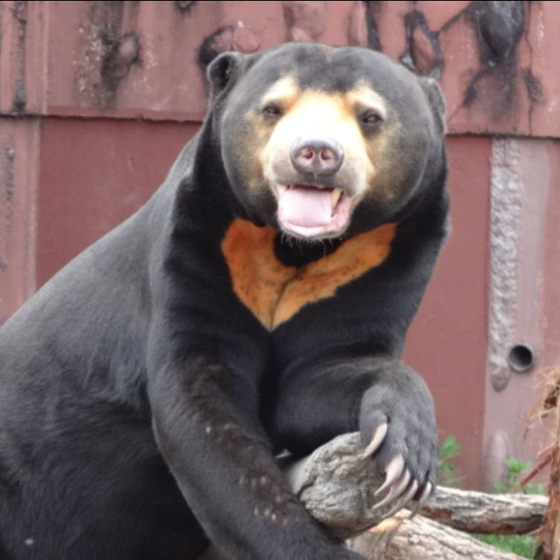 716sandy's tweet photo. あぁ うん やっぱり似てるな！
親子だなぁと再認識 
#マレーグマ #Martin #Markun #sunbear #東山動植物園 #マーチン #マー君 https://t.co/O2IjFllyqQ