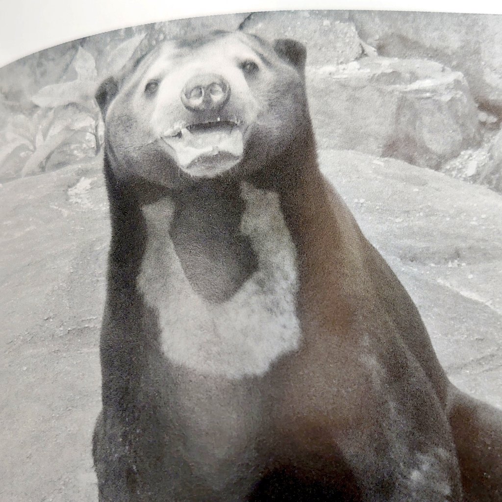 716sandy's tweet photo. あぁ うん やっぱり似てるな！
親子だなぁと再認識 
#マレーグマ #Martin #Markun #sunbear #東山動植物園 #マーチン #マー君 https://t.co/O2IjFllyqQ