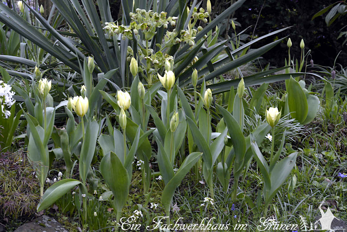 Ein kurze Geschichte der #Tulpe. Wie es zum ersten Crash der Geschichte kam
gartenwonne.com/2023/04/eine-k…