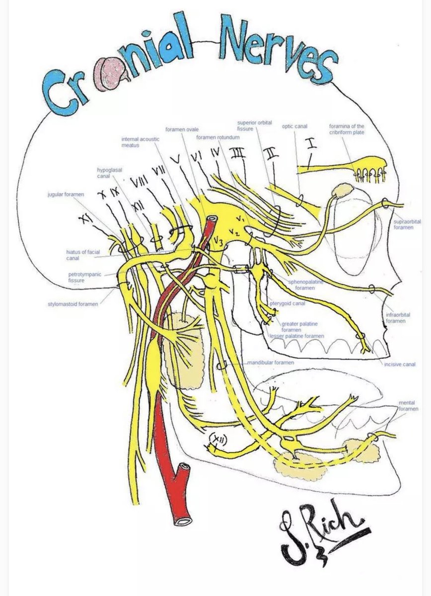 OGdukeneurosurg's tweet photo. Cranial nerves from j rich https://t.co/MrvFmvGdlS