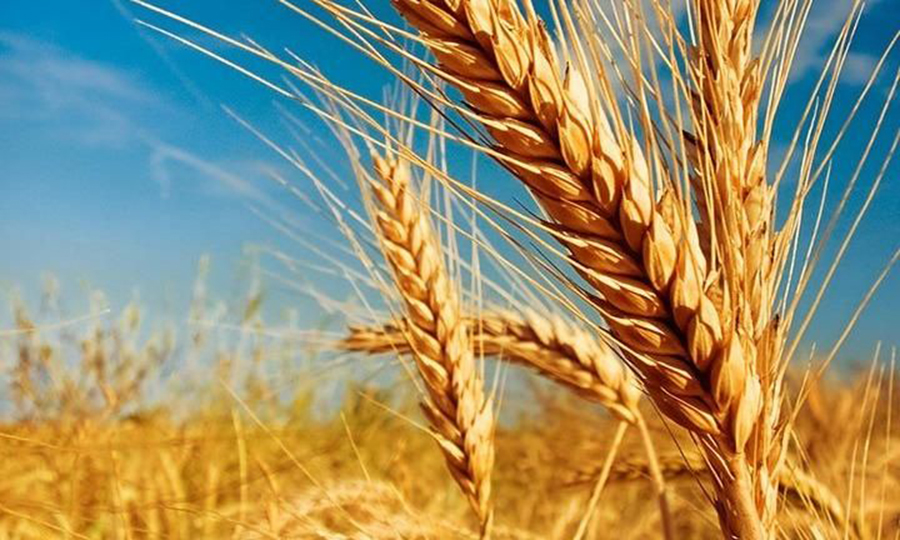 RT apriledaniel "El área proyectada de trigo para la campaña 2023/24 es de 6,7 millones de hectáreas, 600 mil hectáreas más que en la última y 4,7% superior al promedio de las últimas cinco campañas, indicó la Bolsa de Cereales. #insumos #lluvias #se… "