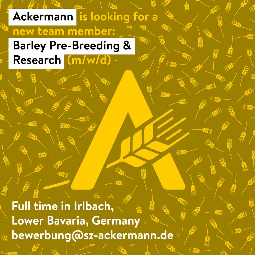 Excited about creating #betterbarley? Then this is for you: <a href="/AckermannBarley/">Alexander Strube</a> is looking for a Pre-Breeder in Barley, full-time, at our location in Irlbach, Germany. Follow link for more info:
linkedin.com/feed/update/ur…
#barley #job #jobopportunity #plantbreeding