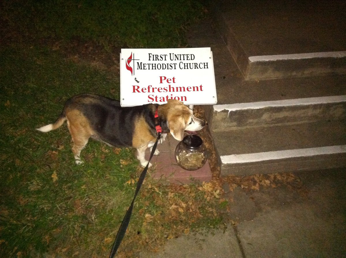 Tillie (RIP) #NationalBeagleDay