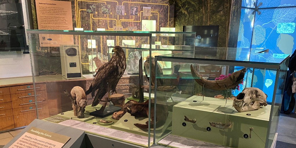 We have a new display in Weston Park Museum’s What On Earth! Gallery to mark Earth Day. The display looks at how climate change affects our wildlife and how fossils can help us make decisions about rewilding and managing our natural landscapes. Visit to find out more. #EarthDay