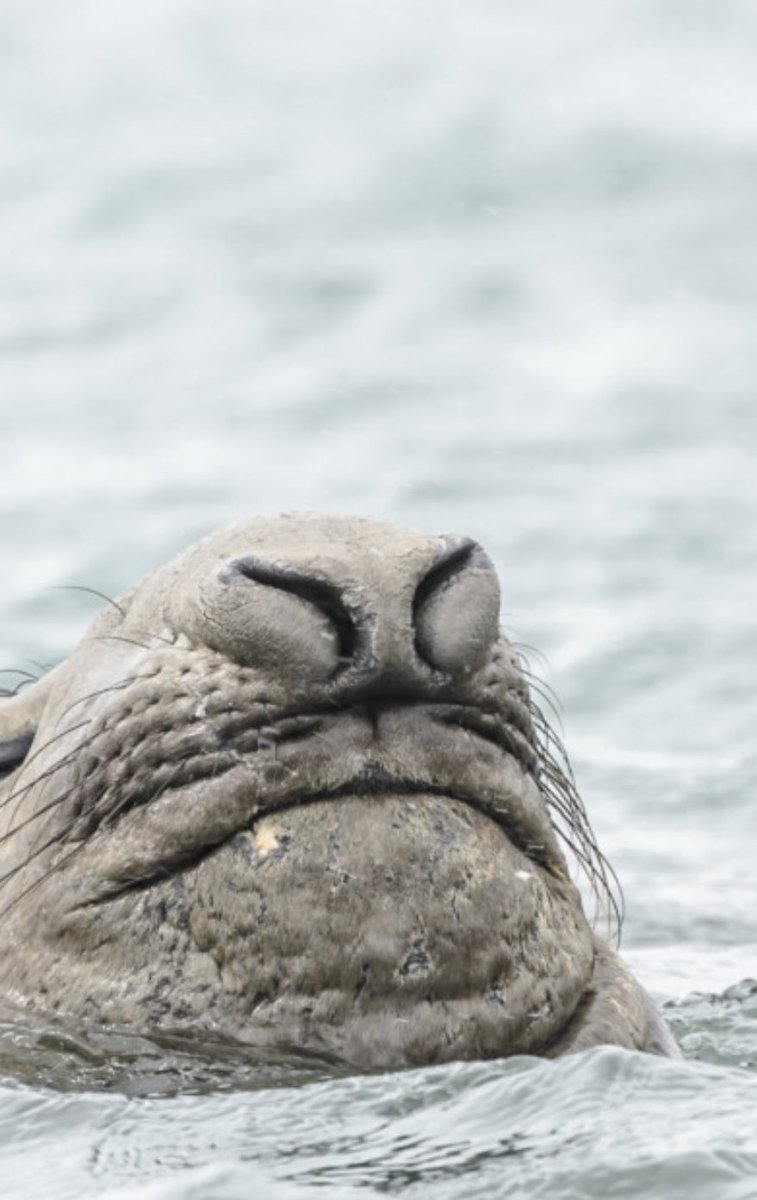 ChristianvonBur's tweet photo. Schlafen beim Abtauchen, schlafen im Fliegen oder schlafen mit offenem Auge: Neues zu den erstaunlichsten Nickerchen der Tierwelt gibts ab sofort hier zu hören im #Wissenschaftsmagazin von Radio #SRF Minute 14
https://t.co/1xPREBS7OV https://t.co/KS7ziWM5be