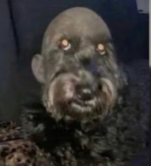 Bluejaffa's tweet photo. @NoContextHumans https://t.co/ZYooTNCGFL