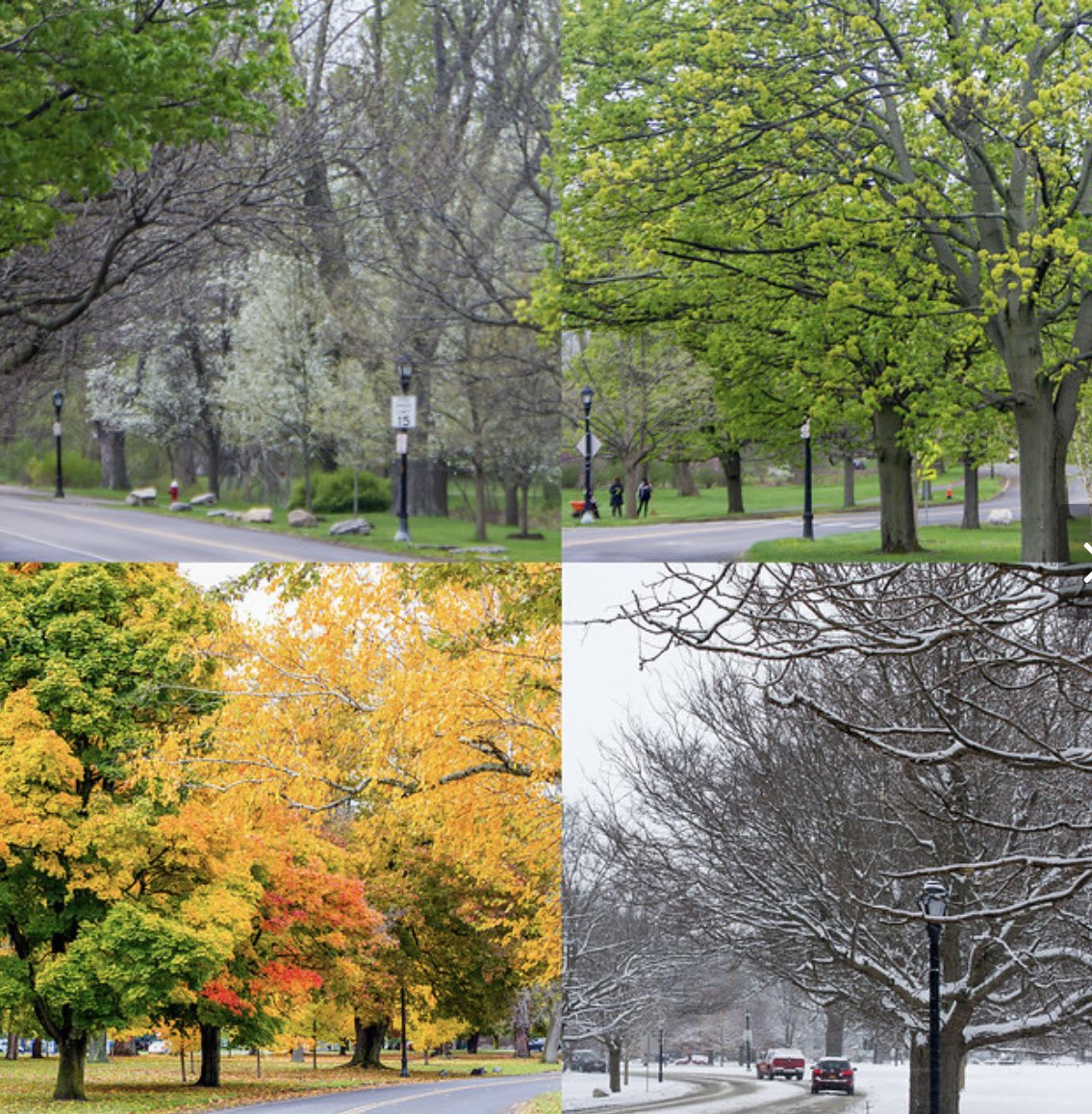 bFLO Olmsted Parks tweet media