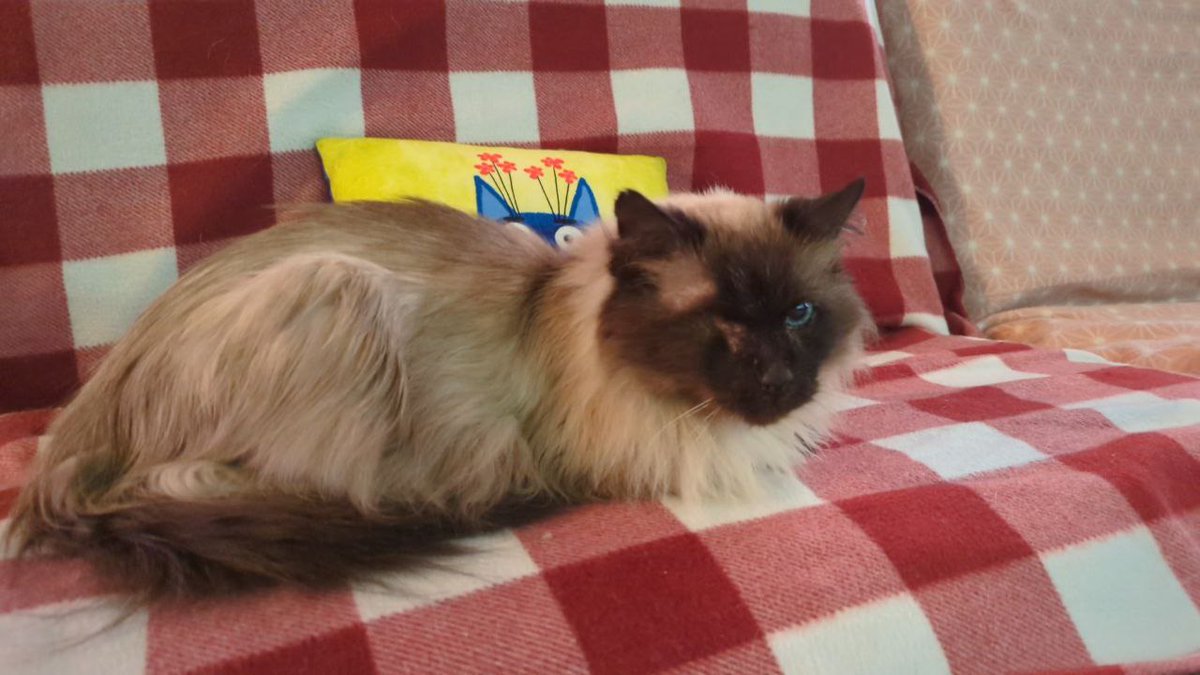 lohnessa's tweet photo. i was at the cat cafe today and apparently found real cat qifrey- 

#Δ帽子 https://t.co/tLcu9PWP2y