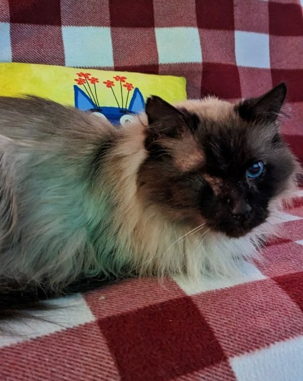 lohnessa's tweet photo. i was at the cat cafe today and apparently found real cat qifrey- 

#Δ帽子 https://t.co/tLcu9PWP2y