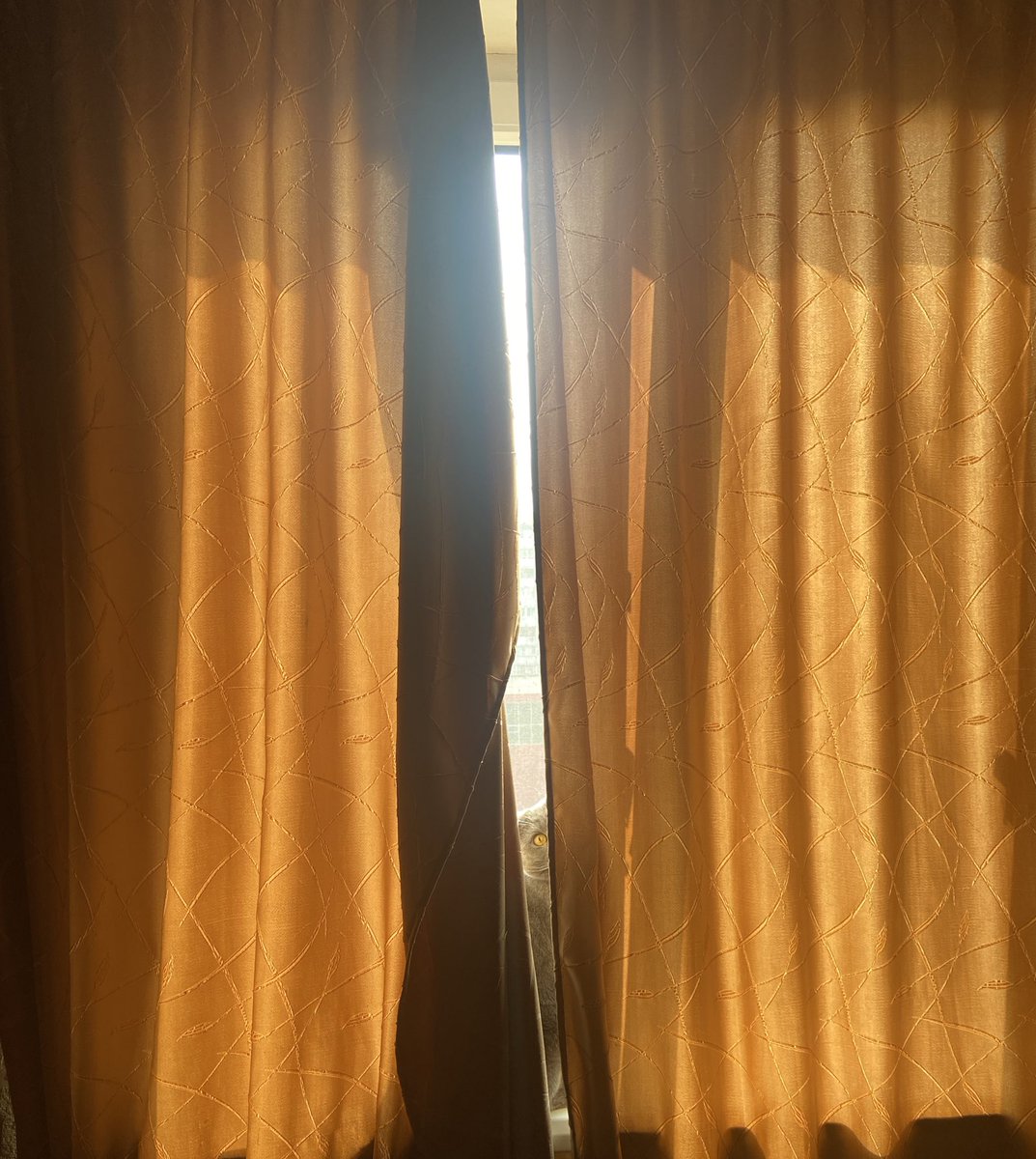 jyaremenko's tweet photo. Випадково підрахували з батьками, що за 10 років життя нашого кота ми витратили на нього десь 7к$. Це майже вартість нашої машини😂

Тепер жартома називаю Річарда Кіа, здається він не проти)) https://t.co/oNFaEWMacx