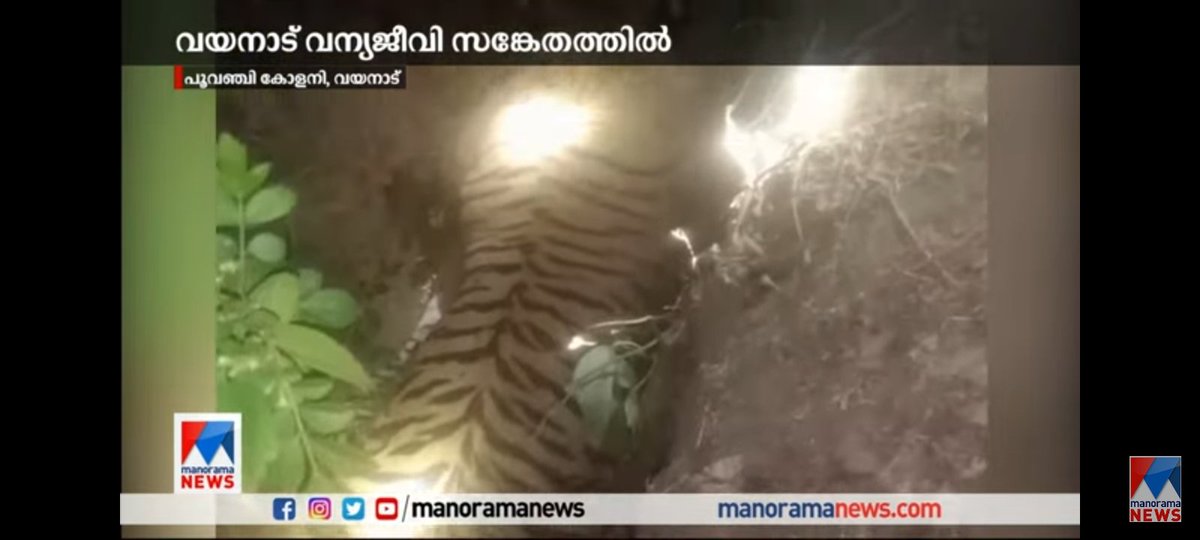 vishnuspillai11's tweet photo. #protectwildlife
#Nationalanimal #Tiger3
#protecttiger #justiceforanimals #reuters #SolarEclipse #wildlifeofIndia
#animalplanet
#ElephantWhisperers
#nowords
#Bupenderyadav
So sadden the passing away of one more wild animal from Kerala wayanad forest area,this time Tiger https://t.co/nv1RNPPOoz