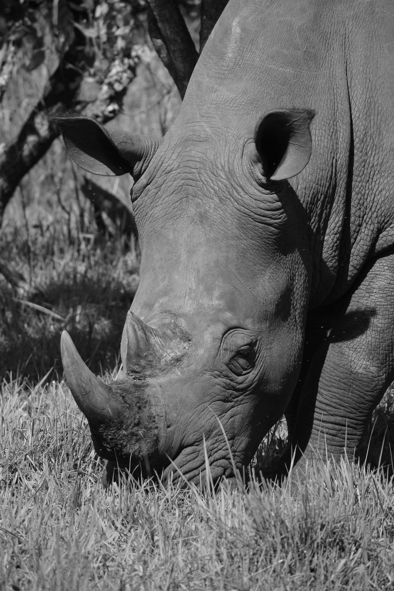 bentique3's tweet photo. Raw images of the White Rhinoceros 🦏 shot from 📍 Ziwa Rhino Sanctuary
#29DaysofUGBeauty #Travelwithme #ExploreUganda https://t.co/NheTJJJBWT