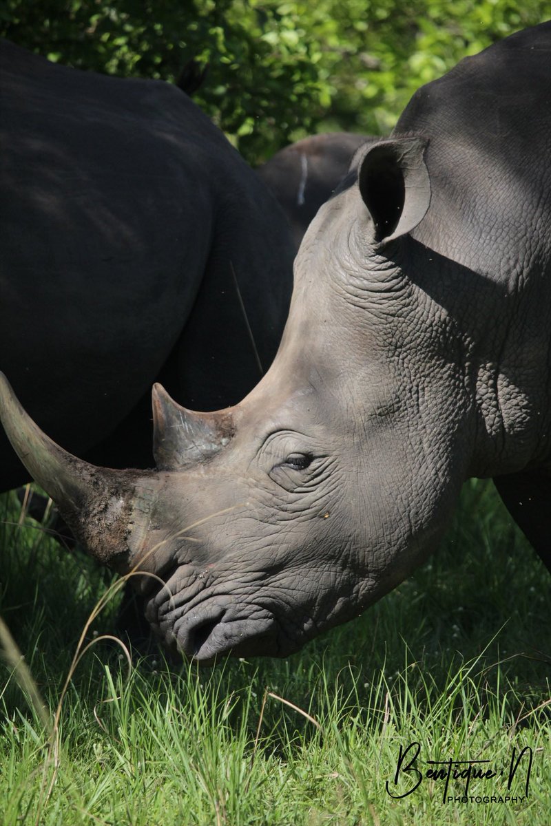 bentique3's tweet photo. Raw images of the White Rhinoceros 🦏 shot from 📍 Ziwa Rhino Sanctuary
#29DaysofUGBeauty #Travelwithme #ExploreUganda https://t.co/NheTJJJBWT