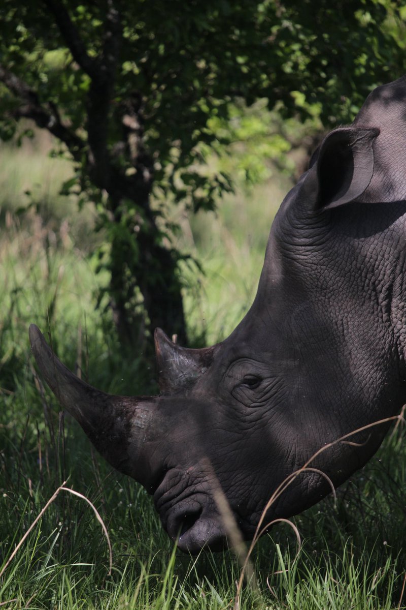 bentique3's tweet photo. Raw images of the White Rhinoceros 🦏 shot from 📍 Ziwa Rhino Sanctuary
#29DaysofUGBeauty #Travelwithme #ExploreUganda https://t.co/NheTJJJBWT