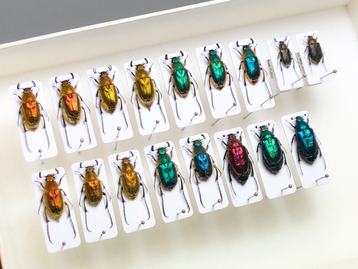 RT @fukuinsect: 八重山の宝石オオヒゲブトハナムグリ 雌雄共に様々な