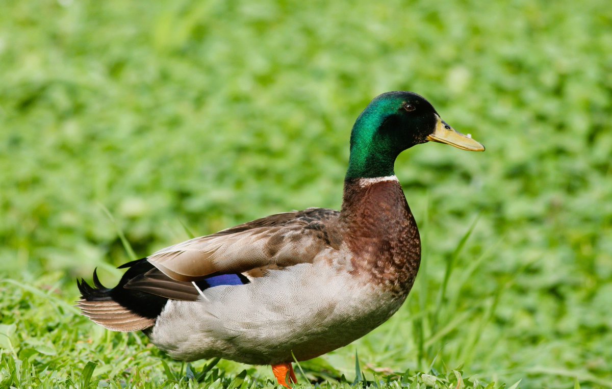 My favorite duck in here