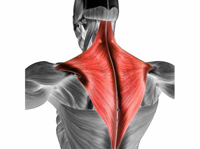 KaKhaoWriting's tweet photo. Trapezius คือแผงนี้ ชาวคอบ่าไหล่ต้องหมั่นยืด เพราะมันยืดยาก และเป็นตัวตึงตลอดกาล ถ้ายืดไม่พอ มันจะยึด และเป็นตัวเมื่อยหลักๆ ของชาวออฟฟิศ https://t.co/oJupjaTmU2