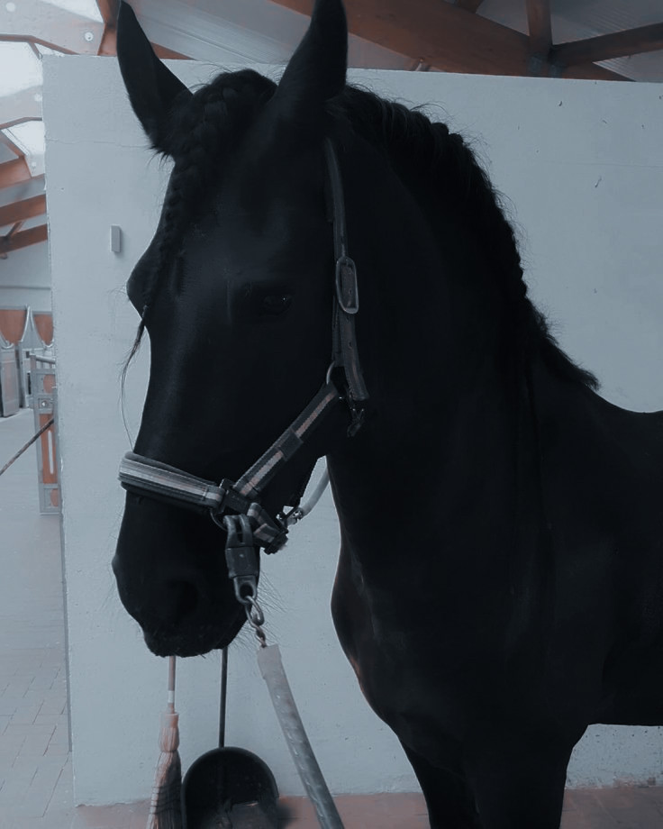 ◜♞ ˙⬫ Ohayou! Finalmente retornei ao Haras depois de mais uma semana na cidade. O Snowball parecia muito feliz em me ver, e eu também fiquei mais do que contente em fazer uma pequena gracinha na crina dele após o banho.