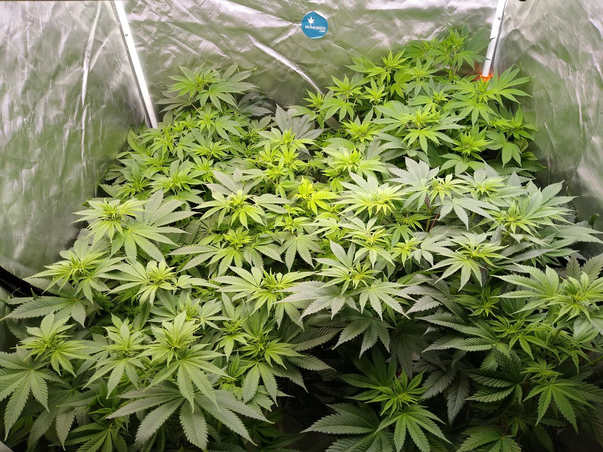 417Grown's tweet photo. Mandarin Cookies from @EthosGenetics doing amazing 2 weeks into flower thanks to @lotusnutrients I highly recommend they're nutrients to any grower big or small. Definitely a game changer #lotusgrow #lotusnutrients #CannabisCommunity #cannabisculture https://t.co/I76gpsjxe7