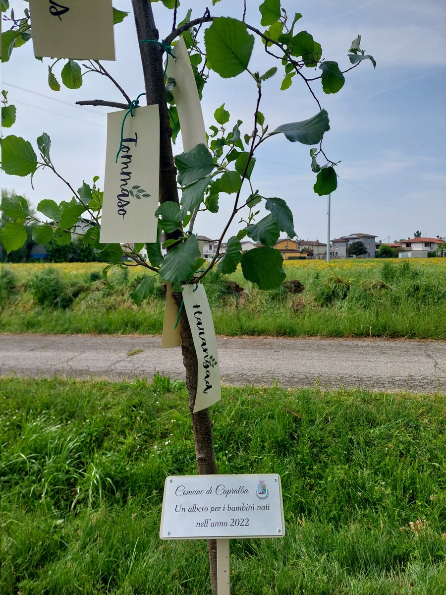 DamianoCattaneo's tweet photo. Insieme ai genitori e ai volontari del verde, abbiamo messo a dimora nel parco di via Caravaggio un nuovo albero per dare il benvenuto ai 13 bambini nati nel 2022.
Un ringraziamento al Parco del Serio per aver contribuito all'iniziativa.
#Capralba #GiornataMondialeDellaTerra https://t.co/BRmMXzmd25