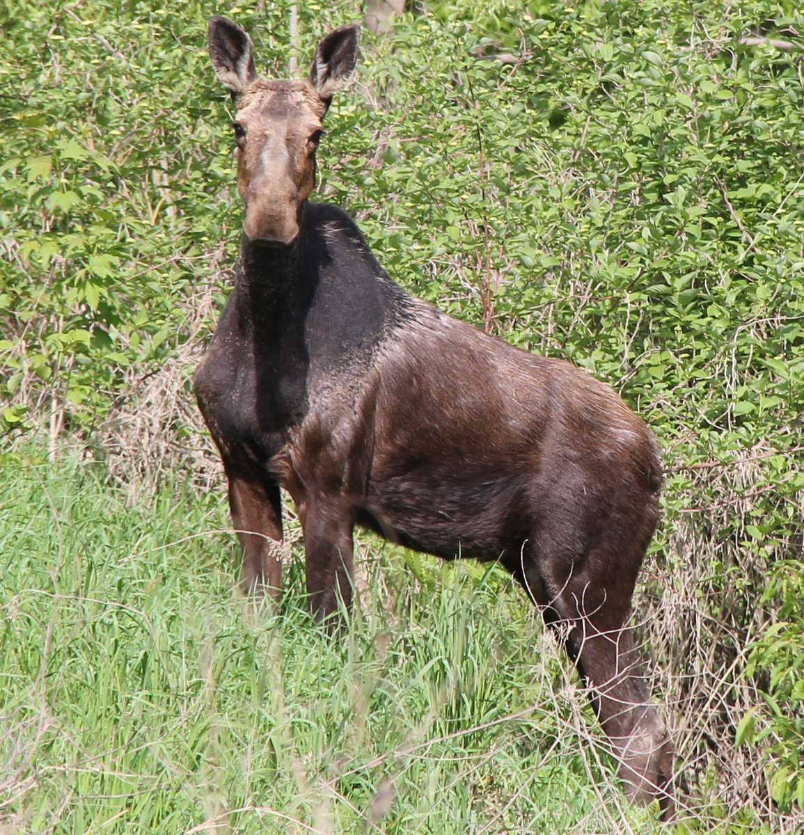 Happy Earth Day 2023 from my NB Moose Friend