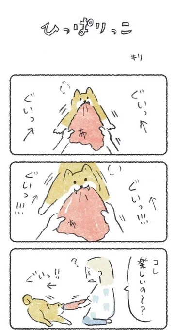 ひっぱりっこ楽しいよね(1/2)
#豆しばこつぶ #犬のいる生活 