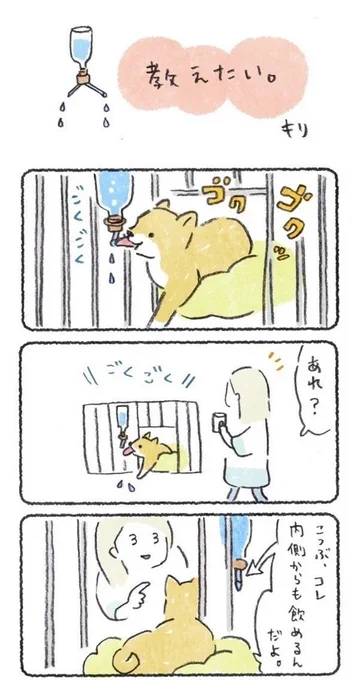 内側からも飲めることを教えたい(1/2)
#豆しばこつぶ #柴犬との暮らし 