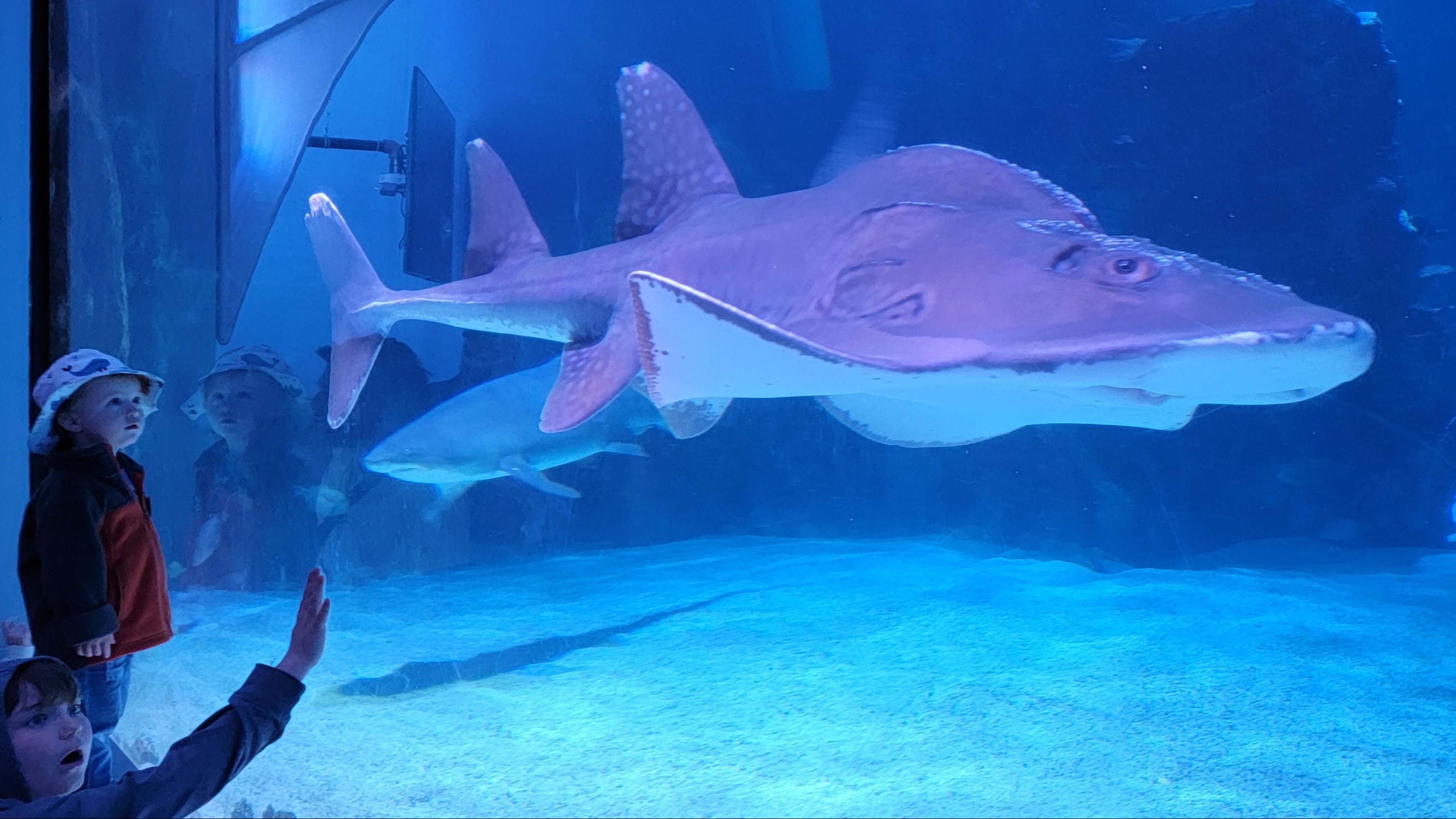 Newport Aquarium (NewportAquarium) / Twitter