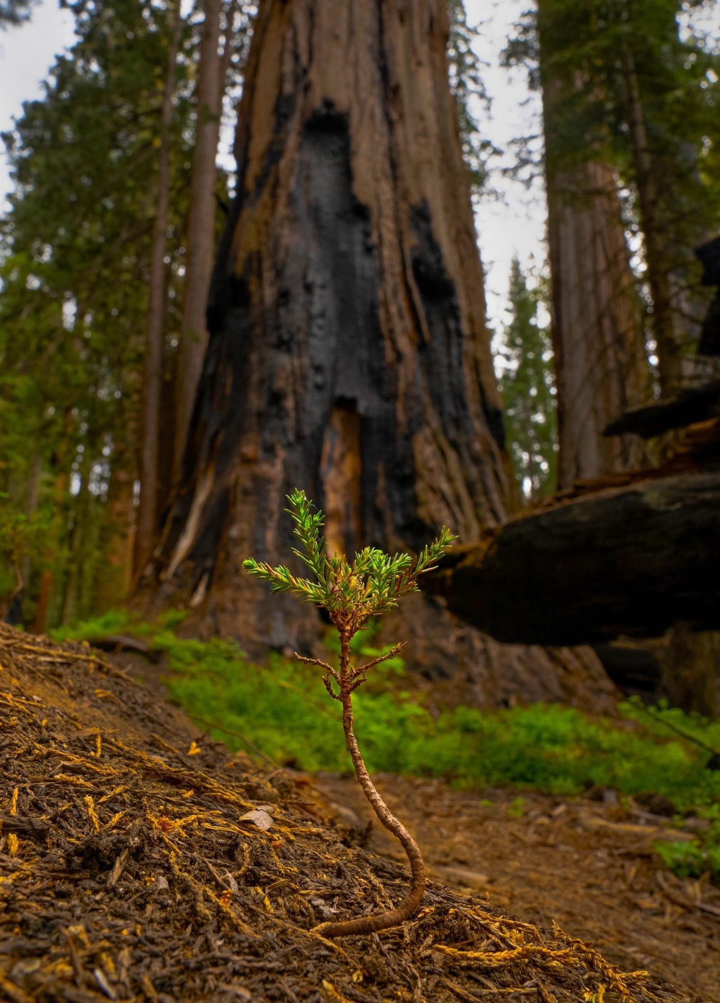 A three-inch tall, budding sequoia seedling beginning to grow in front of burned mature sequoia at Yosemite National Park in California.