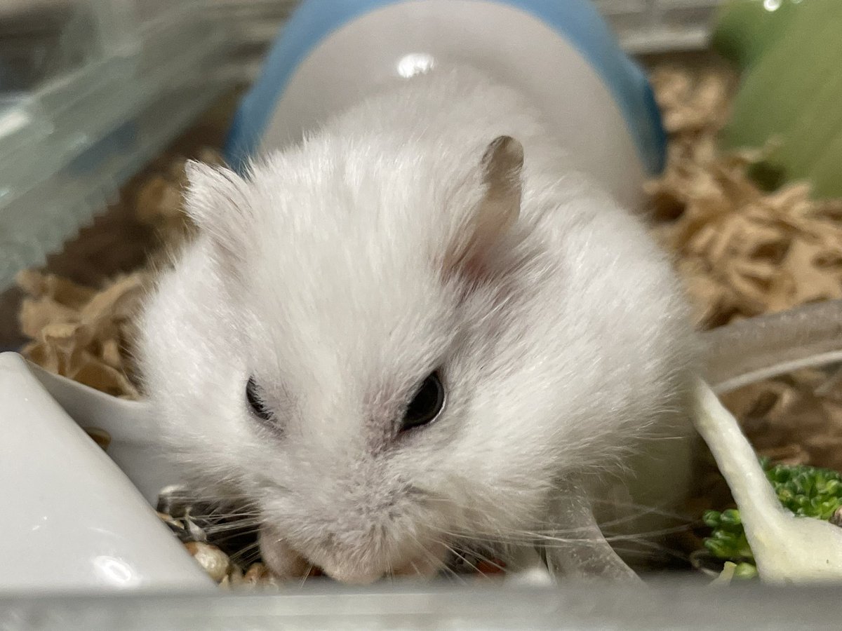 hlUutqn1jmsFbvW's tweet photo. 似ているのは色だけWhat is similar is the hamsters with only color. #さくら #CherryBl... https://t.co/MduKxWWYRh @YouTubeより https://t.co/qbF11Ybj2m
