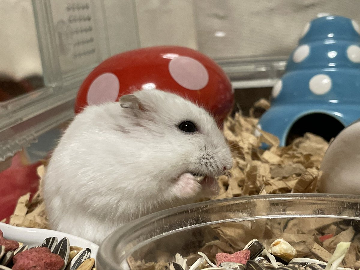 hlUutqn1jmsFbvW's tweet photo. 似ているのは色だけWhat is similar is the hamsters with only color. #さくら #CherryBl... https://t.co/MduKxWWYRh @YouTubeより https://t.co/qbF11Ybj2m