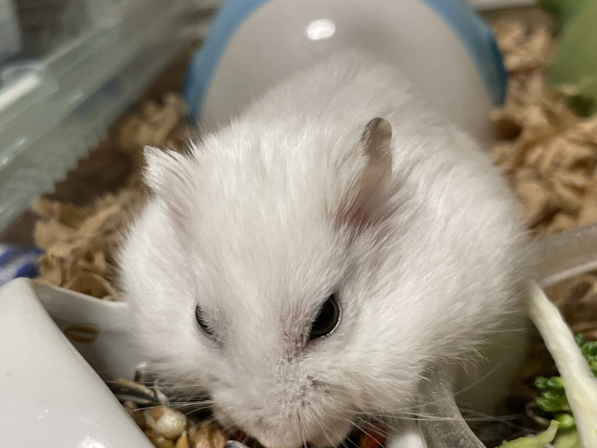 hlUutqn1jmsFbvW's tweet photo. 似ているのは色だけWhat is similar is the hamsters with only color. #さくら #CherryBl... https://t.co/MduKxWWYRh @YouTubeより https://t.co/qbF11Ybj2m