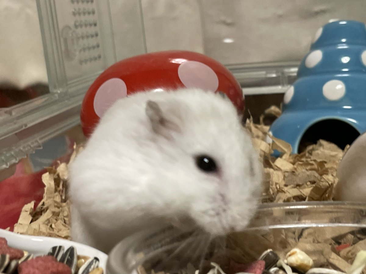 hlUutqn1jmsFbvW's tweet photo. 似ているのは色だけWhat is similar is the hamsters with only color. #さくら #CherryBl... https://t.co/MduKxWWYRh @YouTubeより https://t.co/qbF11Ybj2m