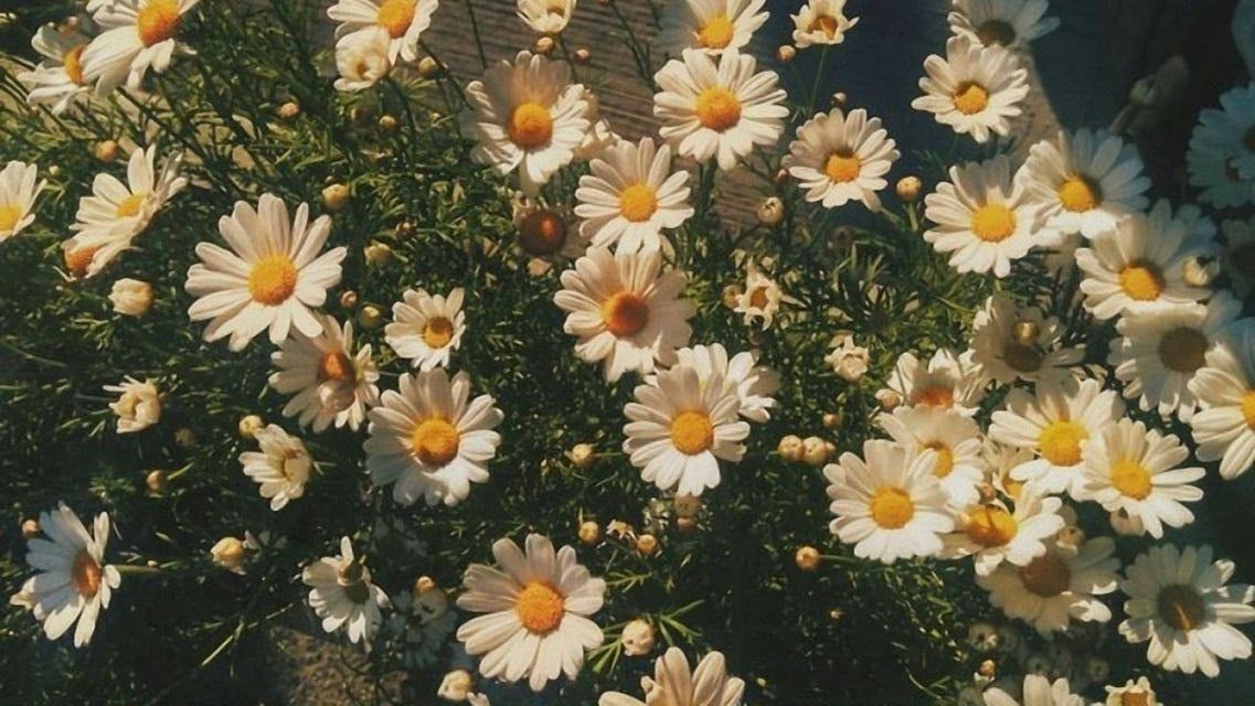 AcademiaDreams's tweet photo. spring sunshine kissing your face 🍃 https://t.co/5NeHkiwNtl