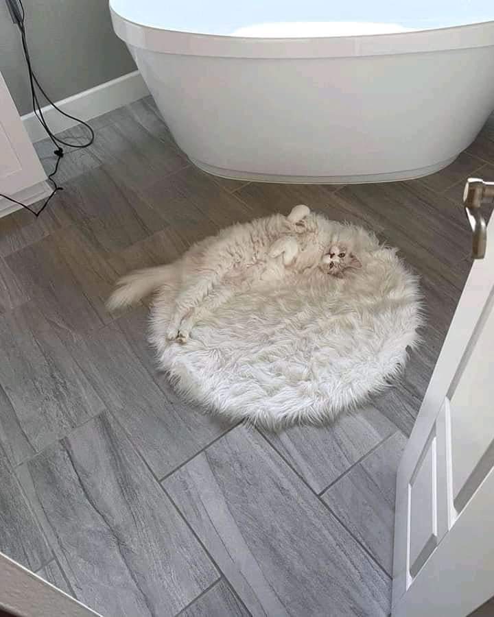 Why you should have a cat tweet media
