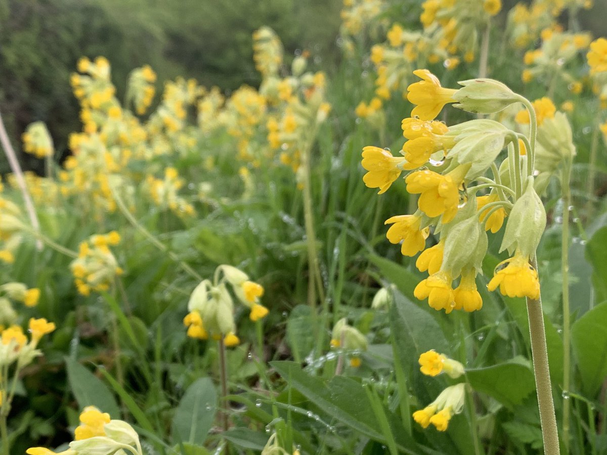 JnnyHarris's tweet photo. Time for a lunch stop @YWTPottericCarr. By this stage @Debbie1Alston would’ve seen/heard at least 40 birds. For us 18 so far including a good range of ducks. Who doesn’t love a duck 🦆 ❤️. Spring flowers looking good too
#outdoors #wellbeing #beginnerbirder
#DentistsWithHerons https://t.co/CKRUkBJLJq