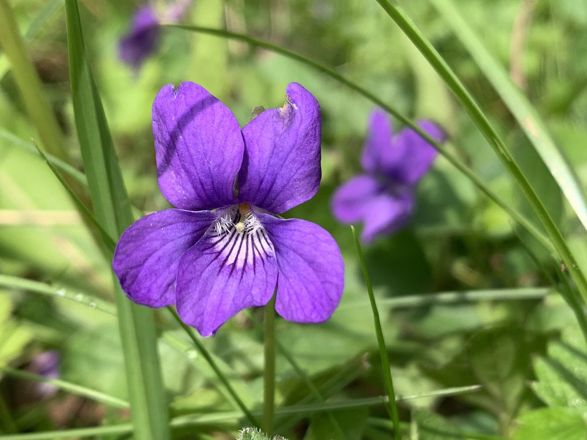 JnnyHarris's tweet photo. Time for a lunch stop @YWTPottericCarr. By this stage @Debbie1Alston would’ve seen/heard at least 40 birds. For us 18 so far including a good range of ducks. Who doesn’t love a duck 🦆 ❤️. Spring flowers looking good too
#outdoors #wellbeing #beginnerbirder
#DentistsWithHerons https://t.co/CKRUkBJLJq
