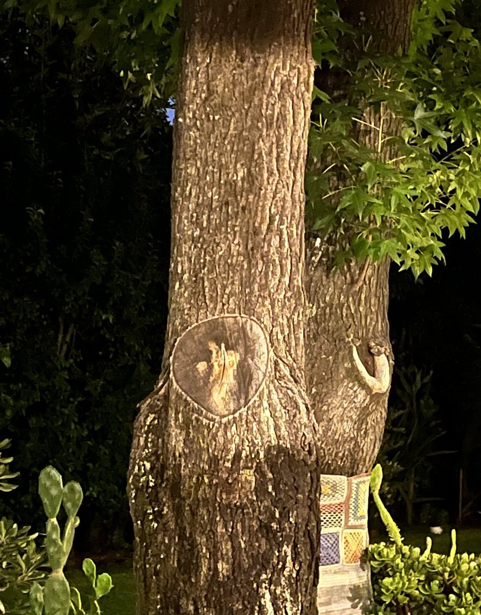 chopiabra's tweet photo. El árbol de mi casa tiene cara de George Harrison ¿Qué dicen? https://t.co/Yjr5RZiOL4