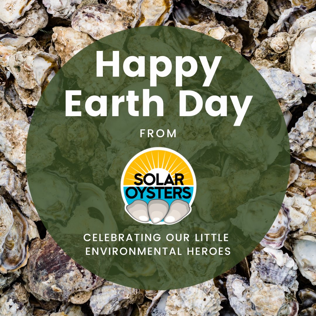 OystersSolar's tweet photo. Happy #EarthDay! Did you know that oysters are more than just a tasty treat? They are also amazing little environmental heroes! So today let's raise awareness about the incredible ecological benefits of oysters and the importance of preserving their populations and habitats. https://t.co/QolyaOyheO