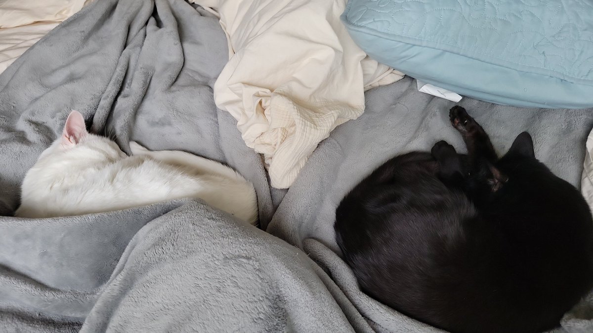 smailmail124's tweet photo. They had a rough day yesterday. https://t.co/4YnF7dREFS