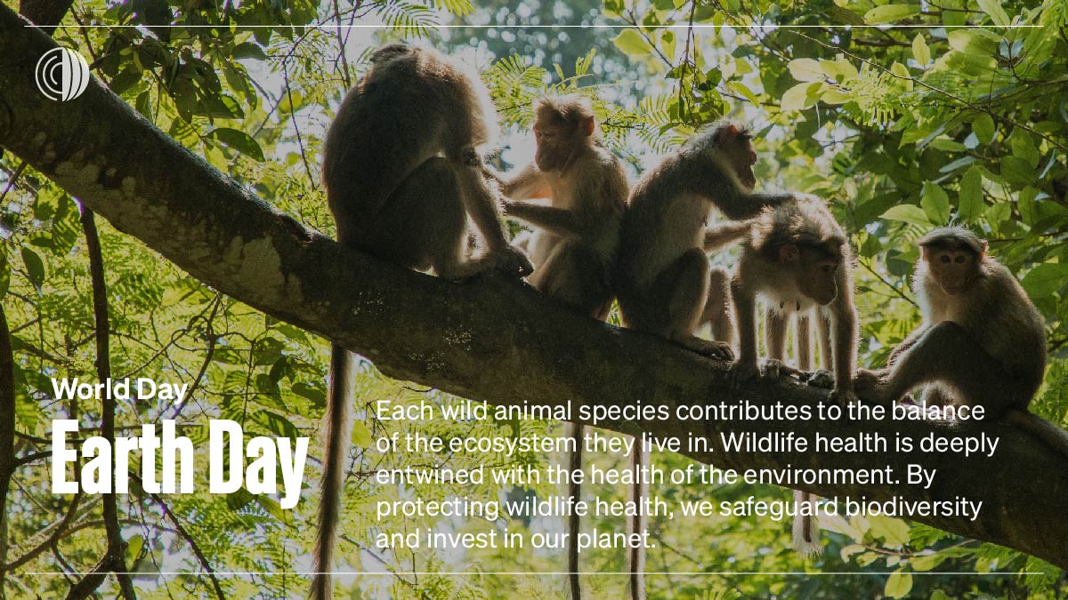 Today is #EarthDay!
Each wild animal species contributes to the balance of the ecosystem they live in. #WildlifeHealth is deeply entwined with the health of the environment. By protecting wildlife health, we safeguard biodiversity and #InvestInOurPlanet.