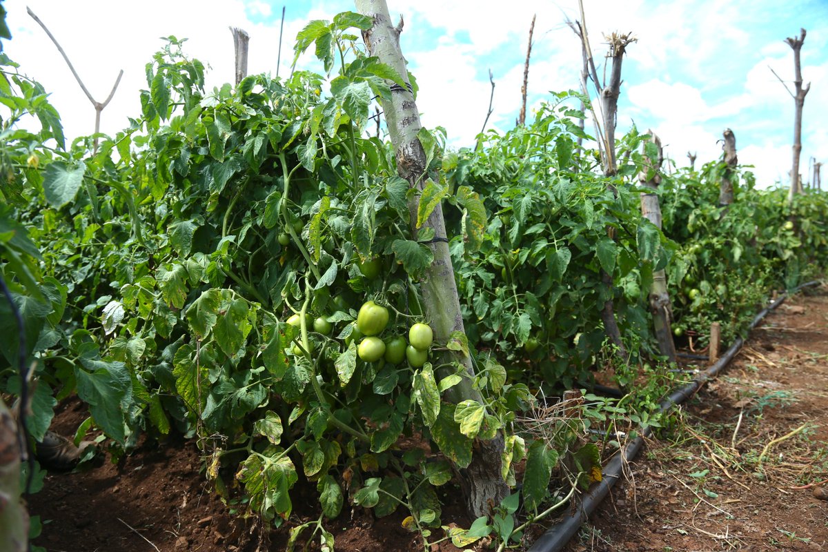 WilliamsRuto's tweet photo. This shift from rain-fed agriculture will also enhance farmers’ earnings apart from making our country food sufficient. https://t.co/fHRW1YtgAy
