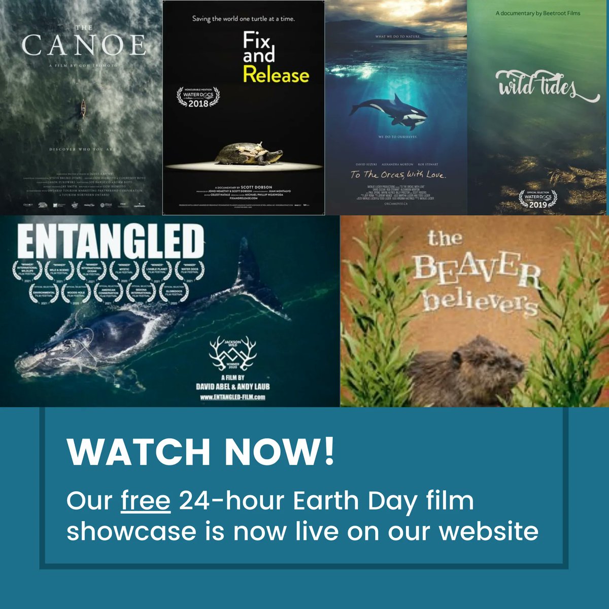 waterdocsff's tweet photo. Visit our website right now to watch some amazing environmental documentaries we will be screening FOR FREE all Earth Day long. Enjoy and #HappyEarthDay! 🌎 💙 

Watch now: https://t.co/ovWZjKwwCn https://t.co/cwlFgpKrz6