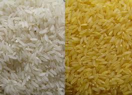 kevinfolta's tweet photo. Outraged today? @greenpeace and an anti- #GMO movement celebrate a ruling to stop nutrition from reaching the food insecure. After years of trials and regulatory approval, a court maneuver stalls Golden Rice from reaching poor Filipinos. https://t.co/veef2hVEl4 https://t.co/8fsmQEgL7g