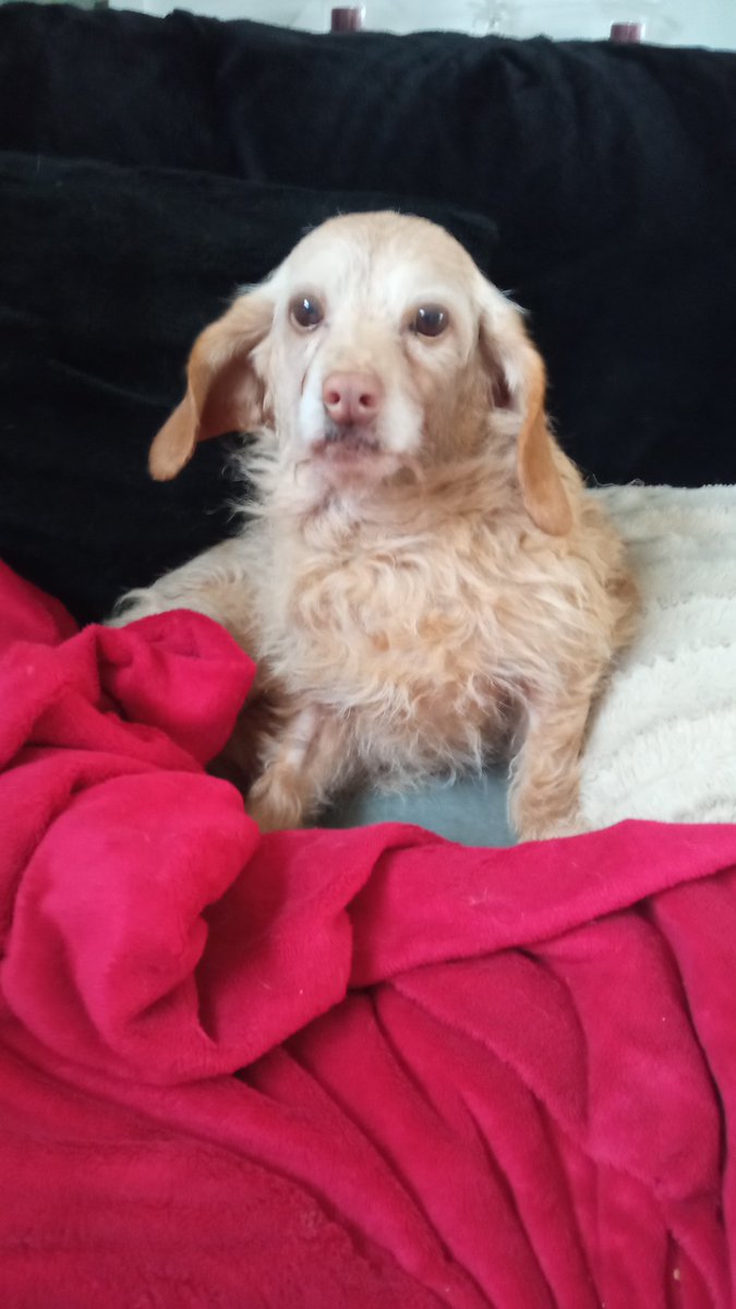 lilythefirst's tweet photo. We lost our Bella on Tuesday.We wish we could thank each of you for your support, your love,your friendship.We would never thought we would get so many messages !🌈🐶
Thank you so much !❤️
Grazie mille !❤️
Muchas gracias !❤️
Danke schön!❤️
Muito obrigado!❤️
Merci beaucoup !❤️ https://t.co/Zdogw9vbrI