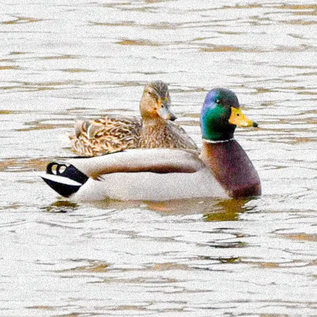 gttavisions's tweet photo. Did you know that almost all domestic duck species derive from the Mallard, and there is evidence of domestication going back 4,000 years?
.
.
.
#bird #birds #birding #birds_captures #birdsofinstagram #birdstagram #birdphotography #birdsofontario #mallar… https://t.co/QrWjmyragg https://t.co/3vwThdZE15